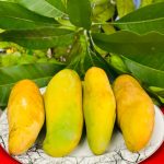 ব্যানানা আম (  Banana Mango )