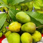 ল্যাংড়া আম ( Mango )