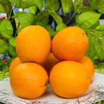 মাল্টা ( Orange ) মিশর