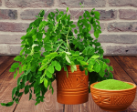 Sojone Patar Gura (120g)/সজনে পাতার গুড়াঁ-(১২০)গ্রাম