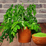 Sojone Patar Gura (120g)/সজনে পাতার গুড়াঁ-(১২০)গ্রাম